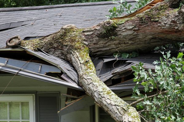 Cost of Storm Remediation in Auburn